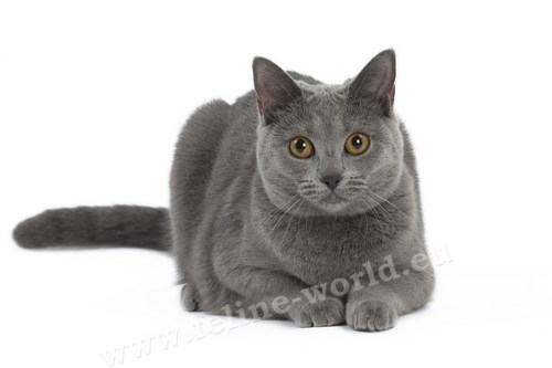 CHARTREUX_20 (RACE)